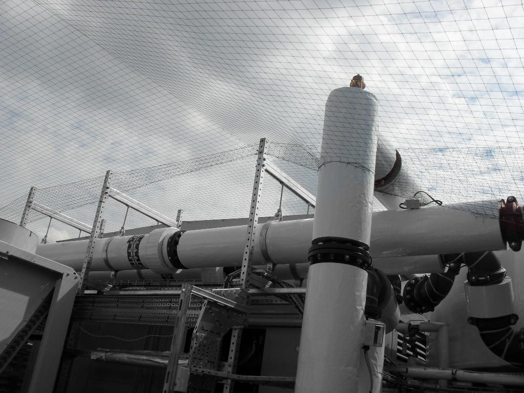 Bird Control in Swansea, Wales